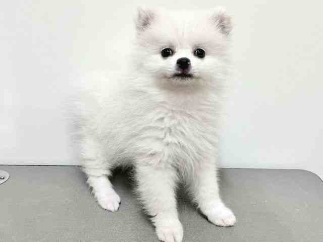 大阪府のポメラニアン (ひごペットフレンドリーイトーヨーカドー津久野店/2025年12月6日生まれ/男の子/ホワイト)の子犬の2枚目の画像