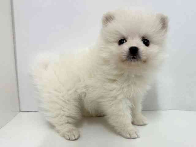大阪府のポメラニアン (ひごペットフレンドリーベルファⅡ都島店/2025年12月6日生まれ/女の子/ホワイト)の子犬の2枚目の画像