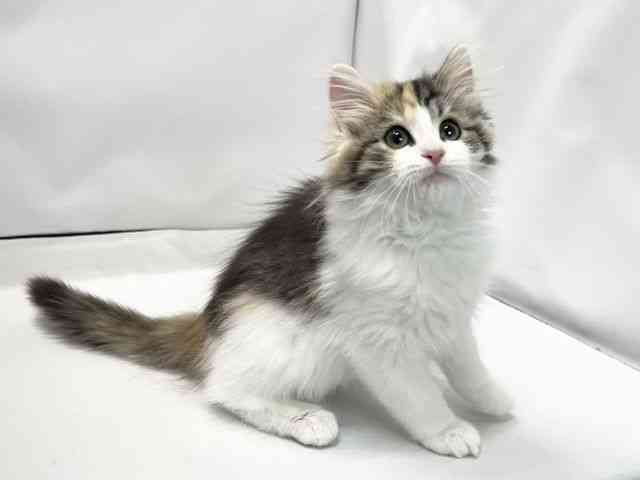 愛媛県のノルウェージャンフォレストキャット (ひごペットフレンドリーイオンモール今治新都市店/2025年11月28日生まれ/女の子/キャリコ)の子猫の2枚目の画像