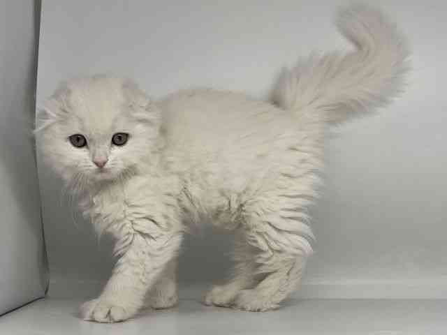 徳島県のスコティッシュフォールド (ひごペットフレンドリーゆめタウン徳島店/2025年12月6日生まれ/男の子/ホワイト)の子猫の2枚目の画像