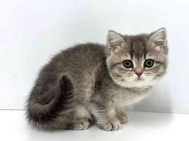 大阪府のブリティッシュショートヘアー (ひごペットフレンドリーベルファⅡ都島店/2025年12月3日生まれ/女の子/ブルーシェーデッドゴールデン)の子猫の2枚目の画像