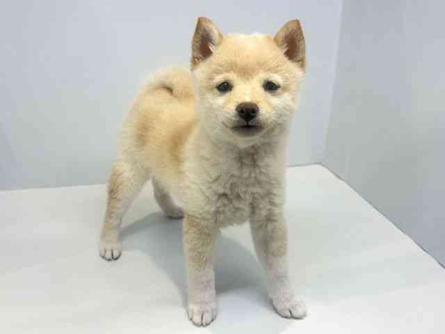 大阪府の柴犬(標準サイズ) (ひごペットフレンドリーセブンパーク天美店/2025年12月6日生まれ/女の子/白)の子犬の2枚目の画像