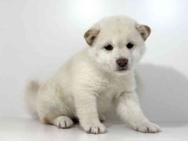 兵庫県の柴犬(標準サイズ) (ひごペットフレンドリーイトーヨーカドー明石店/2025年12月6日生まれ/女の子/白)の子犬の2枚目の画像