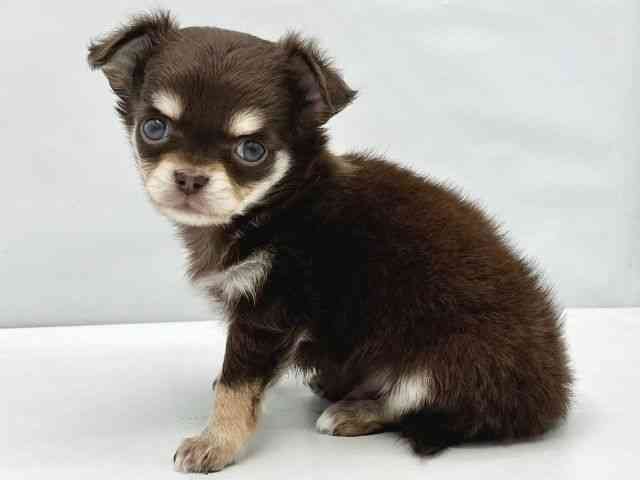 大阪府のチワワ(ロング) (ひごペットフレンドリーイトーヨーカドー津久野店/2025年12月6日生まれ/男の子/チョコレートクリームホワイト)の子犬の2枚目の画像