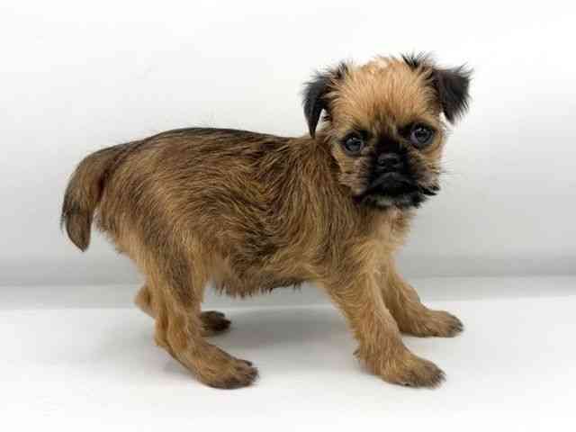 大阪府のブリュッセルグリフォン (ひごペットフレンドリーららぽーとEXPOCITY店/2025年12月6日生まれ/男の子/レッド)の子犬の2枚目の画像