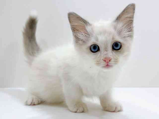 広島県のラグドール (ひごペットフレンドリーフジグラン神辺店/2025年12月6日生まれ/女の子/ブルーポイントバイカラー)の子猫の2枚目の画像