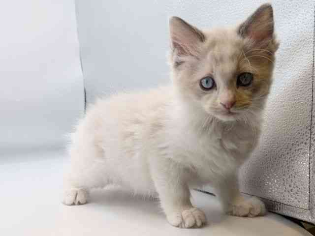 香川県のラグドール (ひごペットフレンドリーゆめタウン高松店/2025年12月6日生まれ/男の子/ブルーポイントバイカラー)の子猫の2枚目の画像