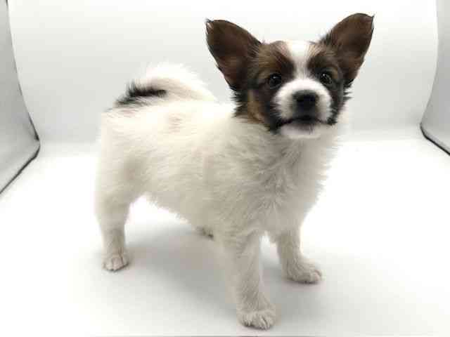 京都府のパピヨン (ひごペットフレンドリーイオンモール高の原店/2025年12月6日生まれ/女の子/ホワイトブラウン)の子犬の2枚目の画像