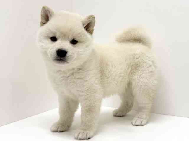 大阪府の柴犬(標準サイズ) (ひごペットフレンドリーくずはモール店/2025年12月6日生まれ/男の子/白)の子犬の2枚目の画像