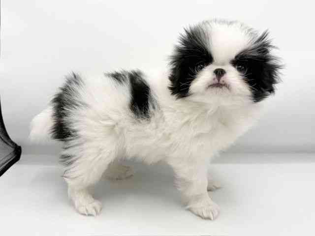 大阪府の狆 (ひごペットフレンドリーららぽーとEXPOCITY店/2025年12月6日生まれ/男の子/白黒)の子犬の2枚目の画像