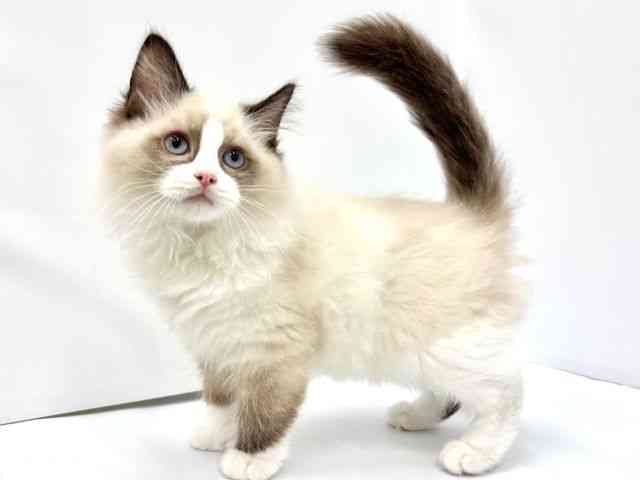 大阪府のラグドール (ひごペットフレンドリーイオンタウン茨木太田店/2025年12月3日生まれ/男の子/シールポイントバイカラー)の子猫の2枚目の画像