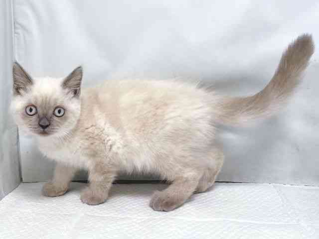 大阪府のブリティッシュショートヘアー (ひごペットフレンドリー堺プラットプラット店/2025年12月5日生まれ/女の子/ブルーポイント)の子猫の2枚目の画像