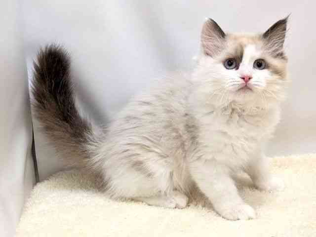 広島県のラグドール (ひごペットフレンドリーゆめタウン廿日市店/2025年12月7日生まれ/女の子/シールポイントバイカラー)の子猫の2枚目の画像