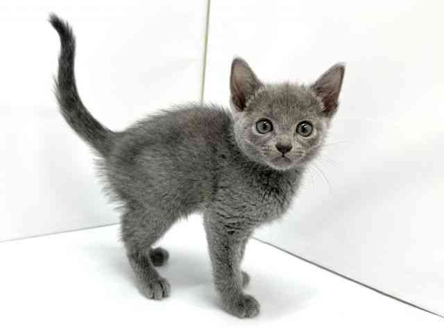 大阪府のロシアンブルー (ひごペットフレンドリーイオンタウン茨木太田店/2025年12月7日生まれ/女の子/ブルー)の子猫の2枚目の画像