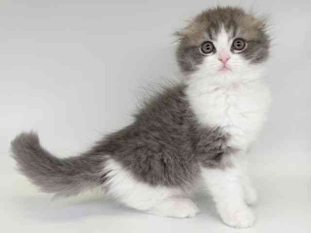 大阪府のスコティッシュフォールド (ひごペットフレンドリー瓜破店/2025年12月5日生まれ/男の子/ブルータビーホワイト)の子猫の2枚目の画像