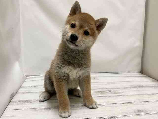 和歌山県の柴犬(標準サイズ) (ひごペットフレンドリーパームシティ和歌山店/2025年12月5日生まれ/男の子/赤)の子犬の2枚目の画像