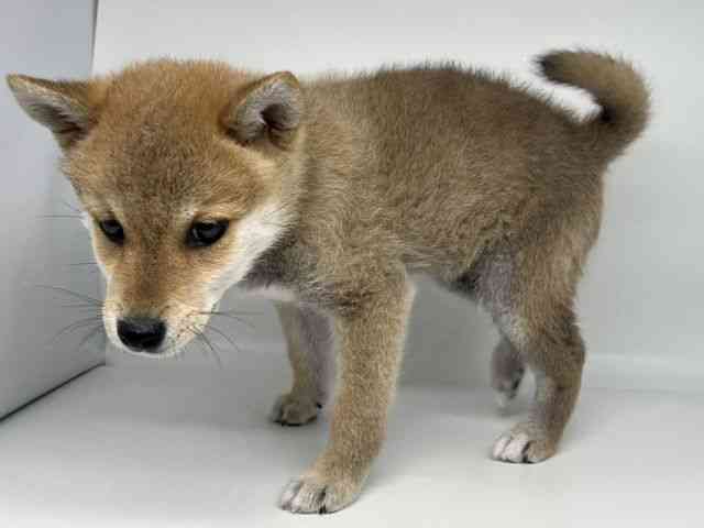 徳島県の柴犬(標準サイズ) (ひごペットフレンドリーゆめタウン徳島店/2025年12月5日生まれ/男の子/赤)の子犬の2枚目の画像