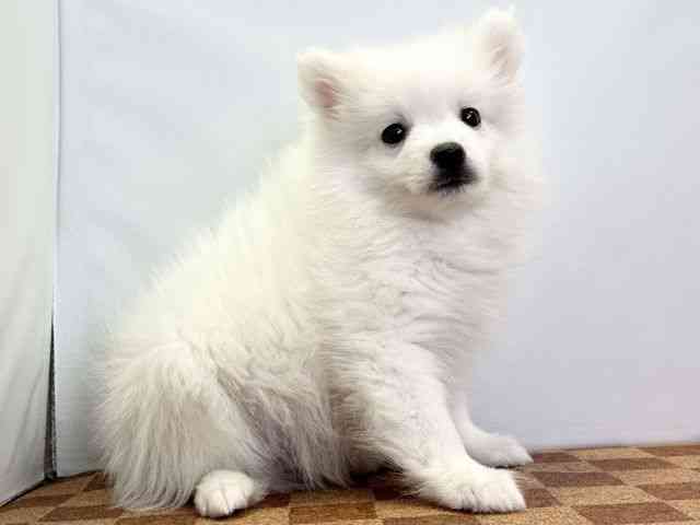 愛媛県の日本スピッツ (ひごペットフレンドリーエミフルMASAKI店/2025年12月7日生まれ/男の子/ホワイト)の子犬の2枚目の画像