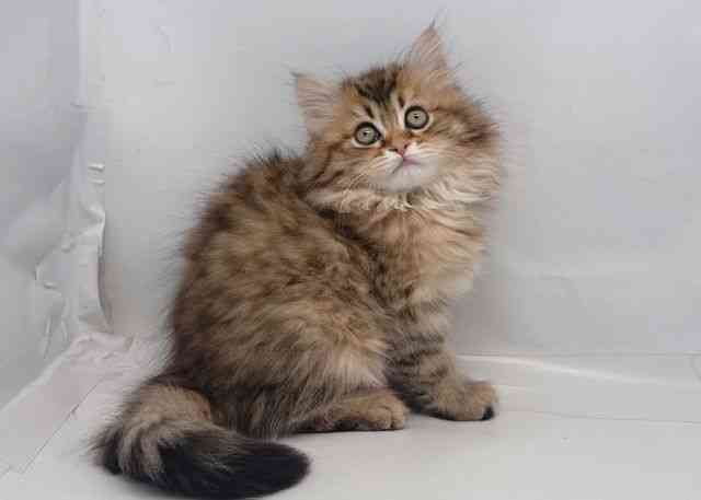 鳥取県のミヌエット (ひごペットフレンドリーイオンモール鳥取北店/2025年12月7日生まれ/男の子/ブラウンタビー)の子猫の2枚目の画像