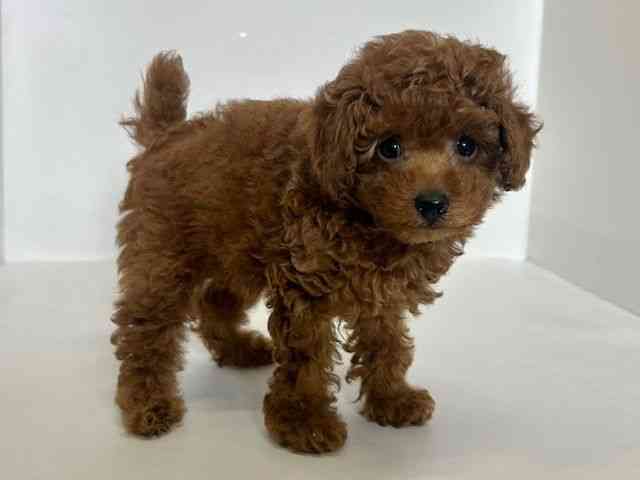 大阪府のトイプードル(トイ) (ひごペットフレンドリーアクロスプラザ住之江店/2025年12月7日生まれ/女の子/レッド)の子犬の2枚目の画像