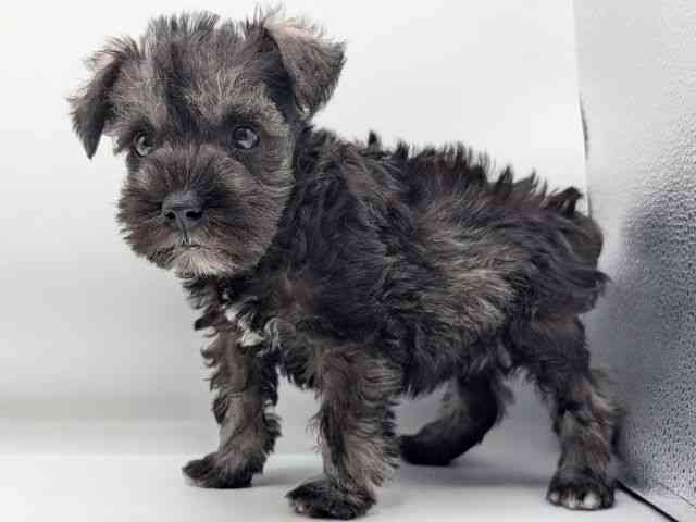 香川県のミニチュアシュナウザー (ひごペットフレンドリーゆめタウン高松店/2025年12月7日生まれ/女の子/ソルトペッパー)の子犬の2枚目の画像