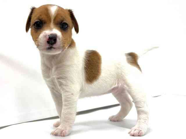 大阪府のジャックラッセルテリア (ひごペットフレンドリーイオンタウン茨木太田店/2025年12月6日生まれ/女の子/ホワイトタン)の子犬の2枚目の画像