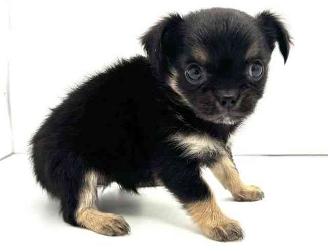 兵庫県のチワワ(ロング) (ひごペットフレンドリークラウンパーク伊丹店/2025年12月5日生まれ/女の子/ブラックタン)の子犬の2枚目の画像