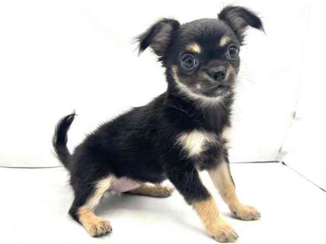 兵庫県のチワワ(ロング) (ひごペットフレンドリークラウンパーク伊丹店/2025年12月5日生まれ/女の子/ブラックタン)の子犬の2枚目の画像