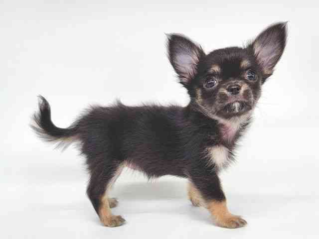 大阪府のチワワ(ロング) (ひごペットフレンドリー泉ヶ丘店/2025年12月5日生まれ/女の子/ブラックタン)の子犬の2枚目の画像