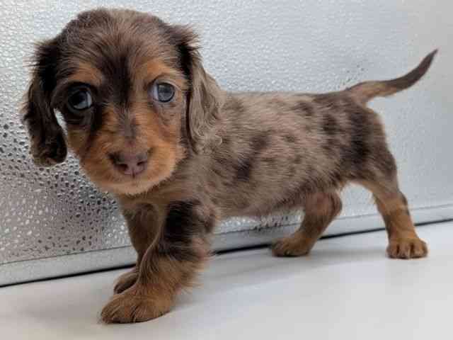 香川県のミニチュアダックスフンド(ロング) (ひごペットフレンドリーゆめタウン高松店/2025年12月6日生まれ/女の子/チョコレートダップル)の子犬の2枚目の画像