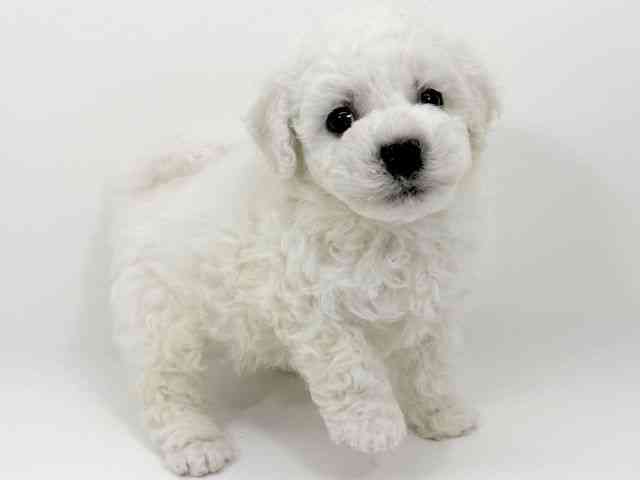 京都府のビションフリーゼ (ひごペットフレンドリーイズミヤショッピングセンター八幡店/2025年12月5日生まれ/男の子/ホワイト)の子犬の2枚目の画像