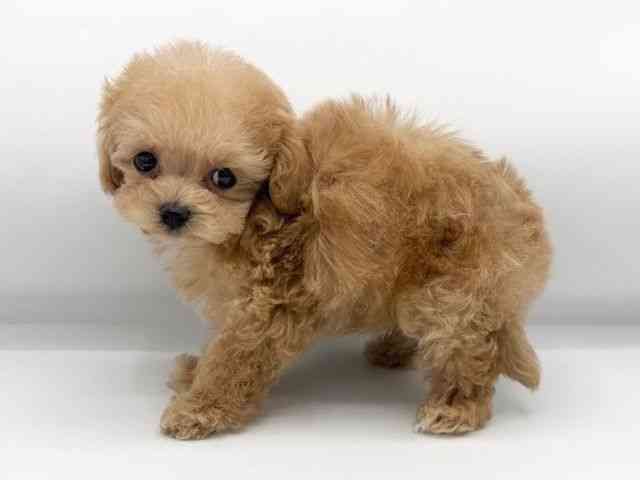 大阪府のマルプー(マルチーズ×プードル) (ひごペットフレンドリーららぽーとEXPOCITY店/2025年12月5日生まれ/男の子/クリーム)の子犬の2枚目の画像