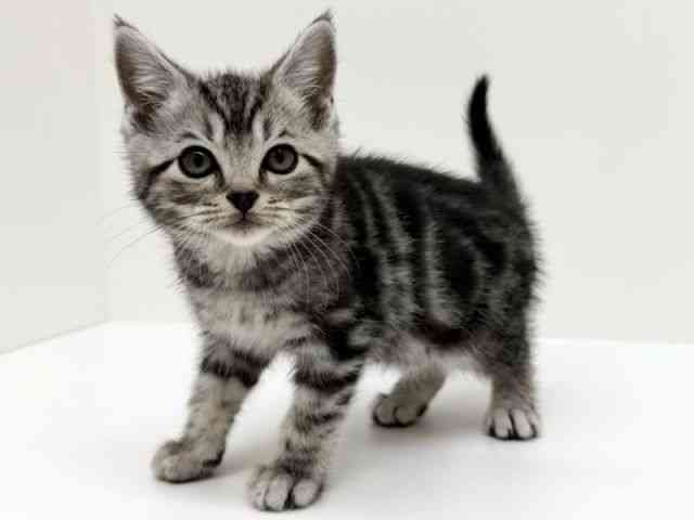 兵庫県のアメリカンショートヘアー (ひごペットフレンドリーブルメールHAT神戸店/2025年12月7日生まれ/男の子/シルバータビー)の子猫の2枚目の画像