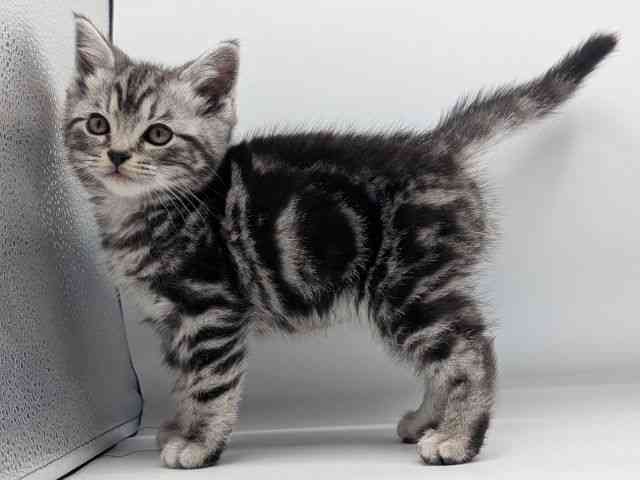 香川県のアメリカンショートヘアー (ひごペットフレンドリーゆめタウン高松店/2025年12月7日生まれ/女の子/シルバータビー)の子猫の2枚目の画像