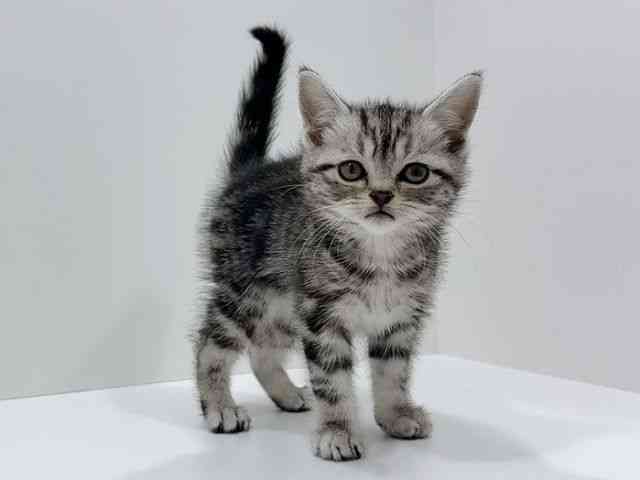 広島県のアメリカンショートヘアー (ひごペットフレンドリーフジグラン神辺店/2025年12月7日生まれ/女の子/シルバータビー)の子猫の2枚目の画像