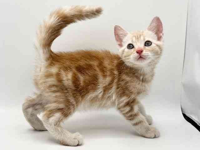 大阪府のアメリカンショートヘアー (ひごペットフレンドリーみのおキューズモール店/2025年12月5日生まれ/男の子/レッドタビー)の子猫の2枚目の画像