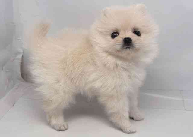 鳥取県のポメラニアン (ひごペットフレンドリーイオンモール鳥取北店/2025年11月30日生まれ/女の子/ホワイト)の子犬の2枚目の画像
