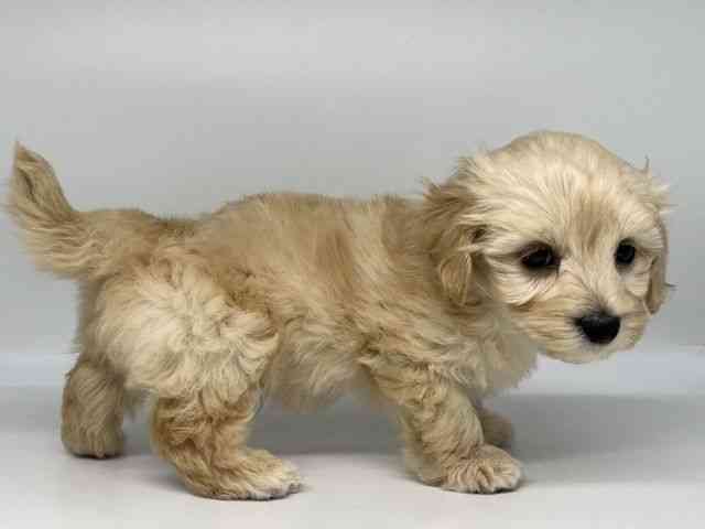 徳島県のマルックス(マルチーズ×ダックス) (ひごペットフレンドリーゆめタウン徳島店/2025年12月6日生まれ/男の子/クリーム)の子犬の2枚目の画像