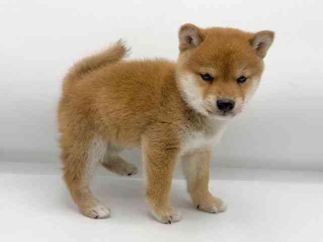 大阪府の柴犬(標準サイズ) (ひごペットフレンドリーららぽーとEXPOCITY店/2025年12月7日生まれ/男の子/赤)の子犬の2枚目の画像