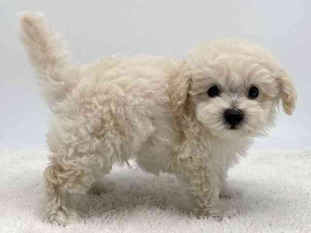 島根県のビションプー(ビションフリーゼ×プードル) (ひごペットフレンドリーイオンモール出雲店/2025年12月6日生まれ/男の子/クリーム)の子犬の2枚目の画像