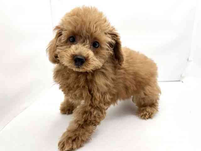 兵庫県のトイプードル(トイ) (ひごペットフレンドリークラウンパーク伊丹店/2025年11月29日生まれ/男の子/レッド)の子犬の2枚目の画像