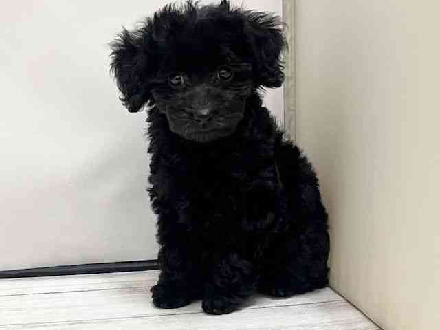 和歌山県のトイプードル(トイ) (ひごペットフレンドリーパームシティ和歌山店/2025年12月8日生まれ/女の子/ブラック)の子犬の2枚目の画像