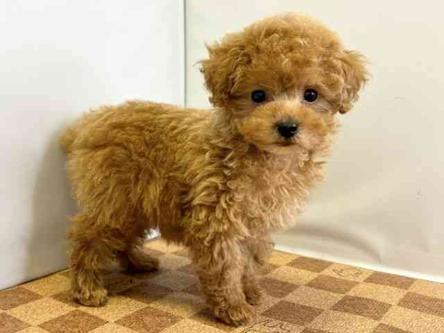 愛媛県のトイプードル(トイ) (ひごペットフレンドリーエミフルMASAKI店/2025年12月7日生まれ/女の子/レッド)の子犬の2枚目の画像