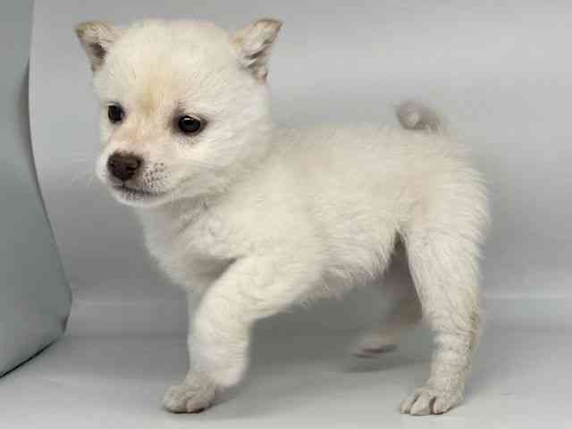 徳島県の柴犬(標準サイズ) (ひごペットフレンドリーゆめタウン徳島店/2025年12月8日生まれ/女の子/白)の子犬の2枚目の画像