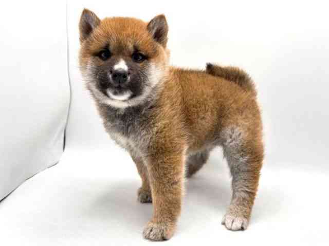 奈良県の柴犬(標準サイズ) (ひごペットフレンドリー田原本店/2025年12月8日生まれ/男の子/赤)の子犬の2枚目の画像