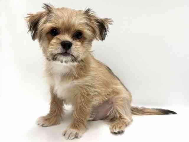 愛知県のチワズー/チワシーズ(チワワ×シーズー) (ひごペットフレンドリープライムツリー赤池店/2025年12月7日生まれ/男の子/フォーン)の子犬の2枚目の画像