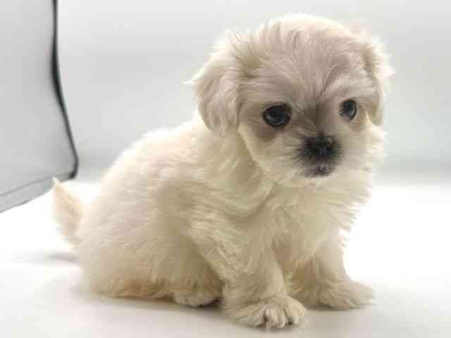 愛知県のペキマル/マルペキ(ペキニーズ×マルチーズ) (ひごペットフレンドリープライムツリー赤池店/2025年12月7日生まれ/女の子/ホワイト)の子犬の2枚目の画像