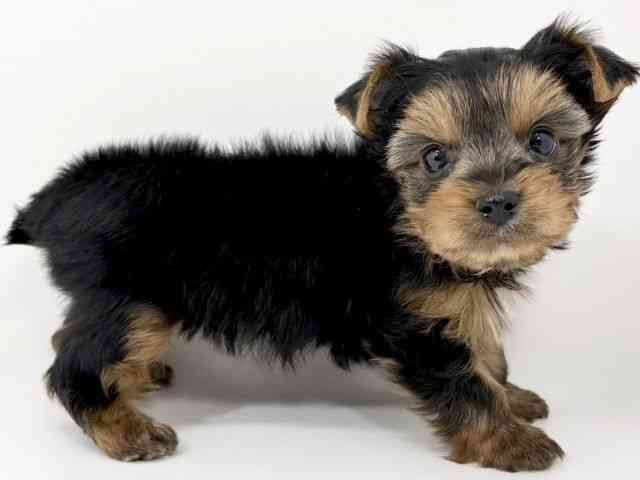 京都府のヨークシャーテリア (ひごペットフレンドリーイズミヤショッピングセンター八幡店/2025年12月7日生まれ/男の子/スチールブルータン)の子犬の2枚目の画像