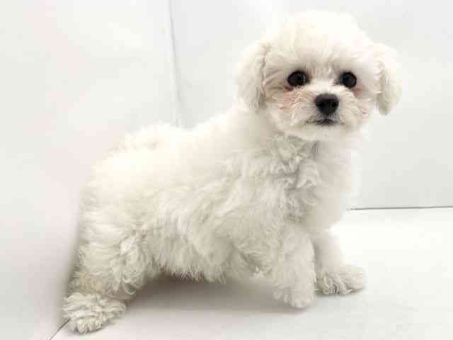 兵庫県のビションフリーゼ (ひごペットフレンドリークラウンパーク伊丹店/2025年12月7日生まれ/女の子/ホワイト)の子犬の2枚目の画像