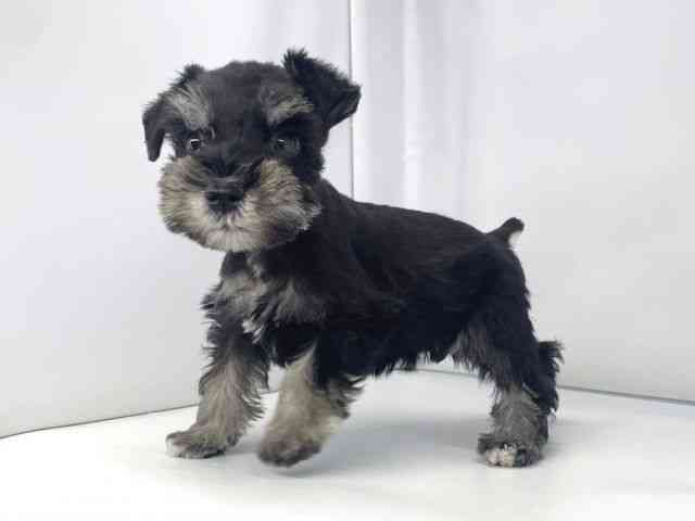 兵庫県のミニチュアシュナウザー (ひごペットフレンドリーイオンタウン加古川店/2025年12月7日生まれ/男の子/ブラックシルバー)の子犬の2枚目の画像